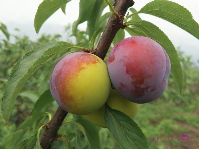 李子种植技术规程,李子种植要求