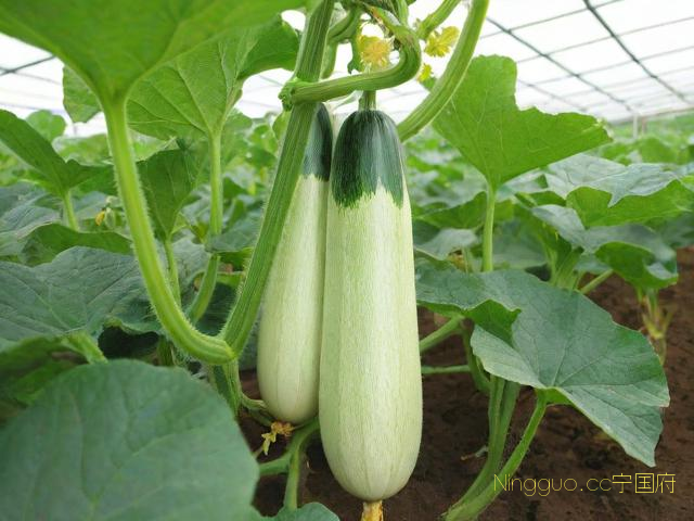 冬季西葫芦种植技术,冬季西葫芦种植技术与管理