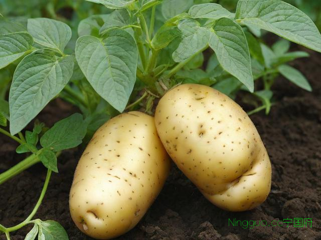 土豆的种植技术与管理,土豆的种植步骤主要有哪些