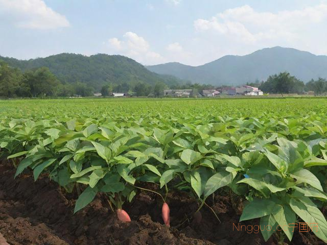 红薯的种植管理技术,红薯的种植管理技术有哪些