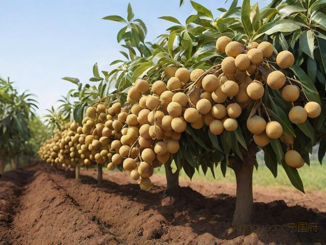 龙眼树种植技术管理,龙眼树的种植与管理