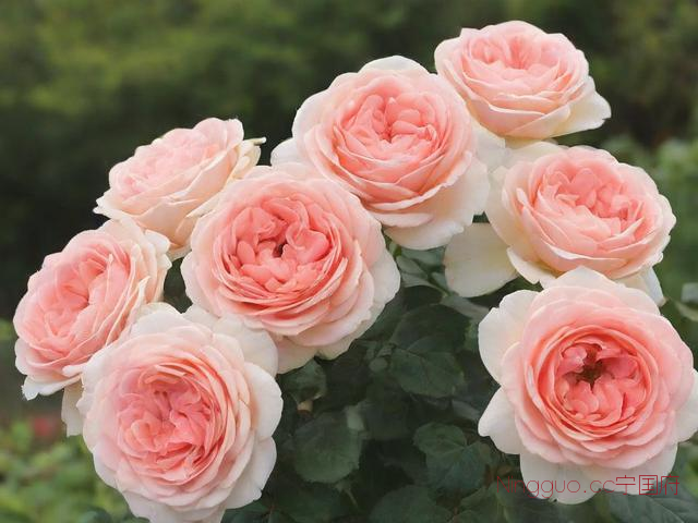 玫瑰花种植技术最简单,玫瑰花种植教程