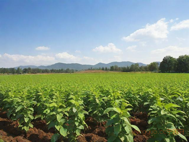 防风的价格和种植技术,防风如何种植亩赚多少钱前景如何