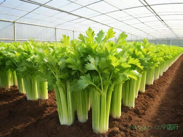 芹菜大棚种植技术,大棚种植芹菜一般周期是多少天