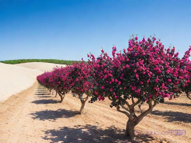 黑果枸杞种植技术,黑枸杞果树