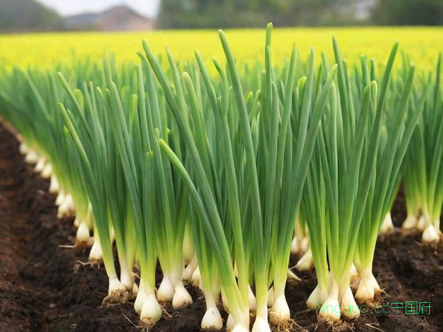 室内蒜黄的种植技术,蒜黄家庭种植