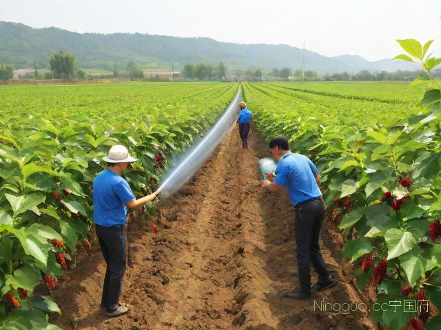 桑葚种植技术和管理,桑葚的种植条件