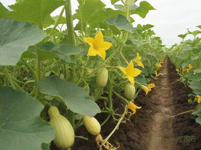 南瓜种植技术全过程,南瓜的种植过程