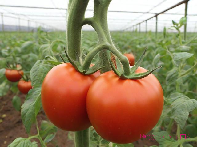 农村大棚蔬菜种植技术,农村大棚蔬菜种植技术要求