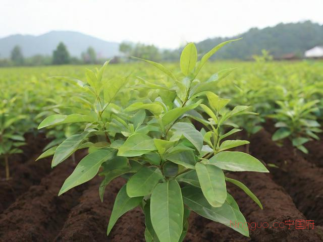 五指毛桃苗种植技术,五指毛桃苗种植方法