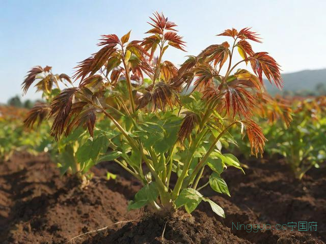 香椿的种植技术,香椿的种植技术要点