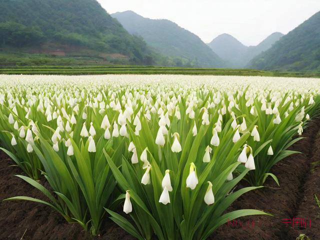 贵州白芨种植技术视频,药材白芨种植