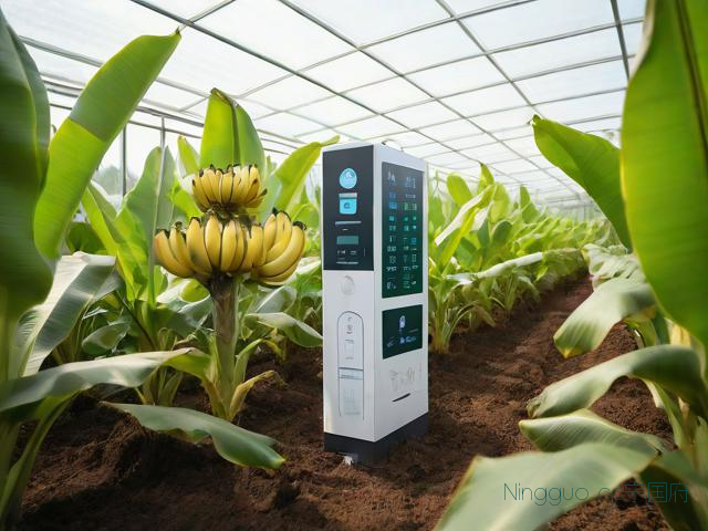 种植芭蕉技术管理,种植芭蕉技术管理视视频播放