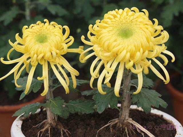 菊花的种植与栽培技术,菊花的种植方法和注意事项