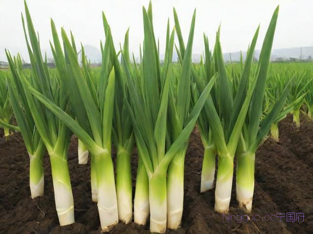 茭白种植技术利润,茭白种植技术利润多少