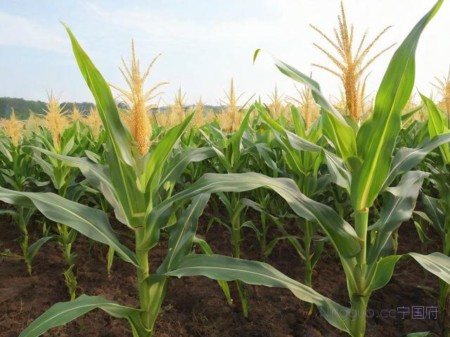 玉米的种植方法和技术,玉米的种植技术和管理
