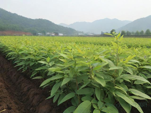 关于黄精种植技术方案的信息