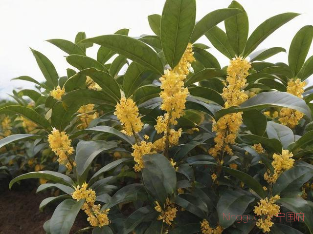 桂花树种植技术图片,桂花树种植技术育苗技术