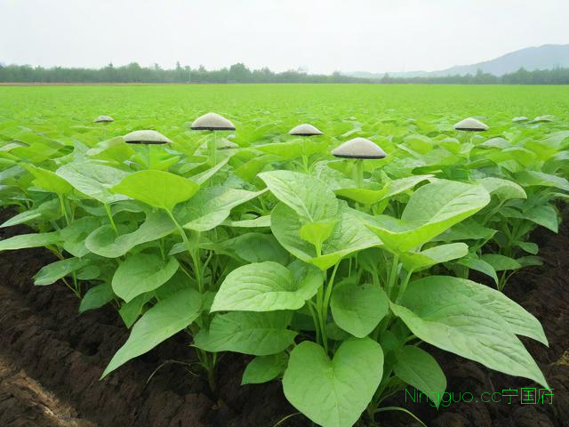 巨菌草种植技术,巨菌草怎样种植技术