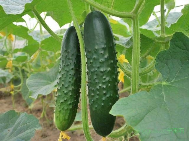 露天黄瓜种植技术,露天黄瓜种植栽培管理技术5
