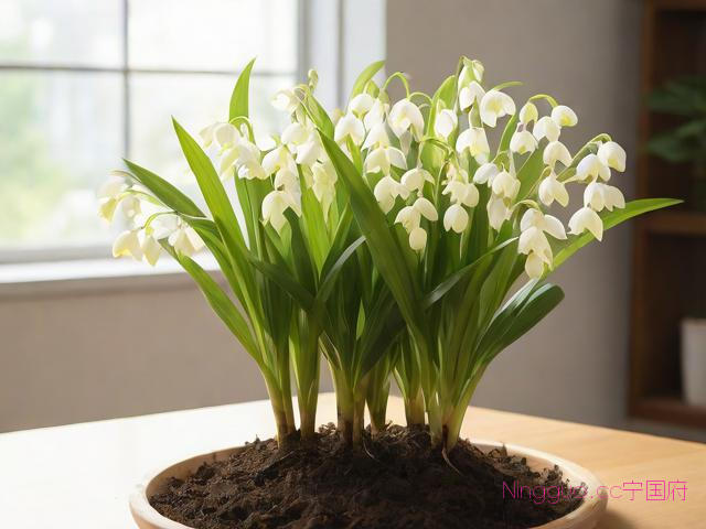 室内白芨种植技术,白芨种植技术和栽培教学视频