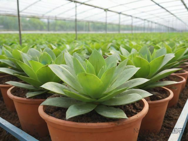 小家碧玉种植技术,小家碧玉绿植栽培