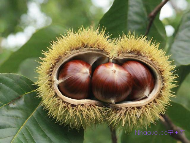 板栗种植管理技术,板栗种植管理技术与管理