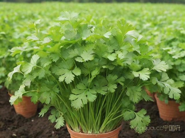 香菜种植技术及亩产量,香菜种植效益