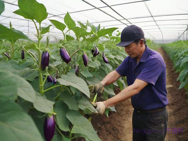 大棚种植茄子技术视频,大棚茄子种植技术与管理视频