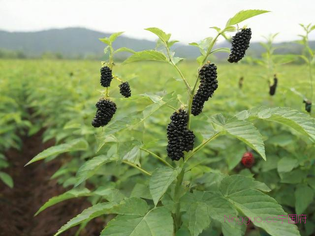 何首乌种植技术,何首乌种植技术教程视频播放