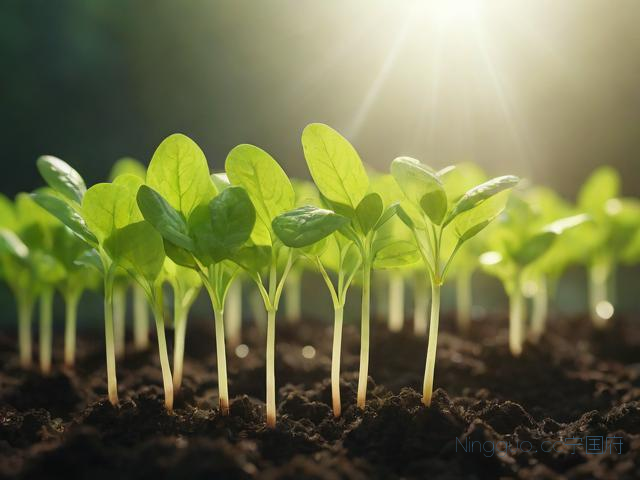 芽苗菜的种植与技术,芽苗菜的种植关键要注意几个方面