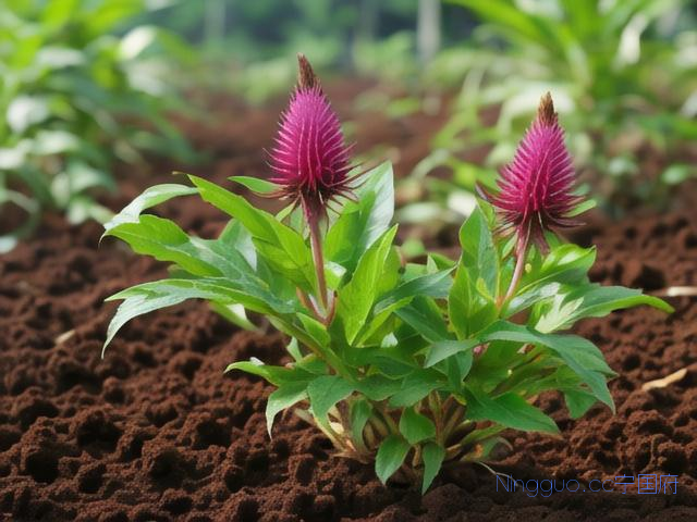 种植技术重楼,种重楼的方法视频