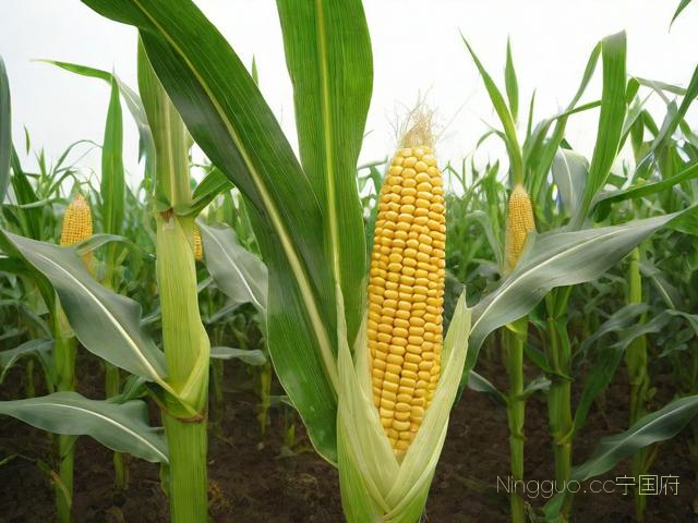 甜玉米种植及管理技术,甜玉米种植技术与管理