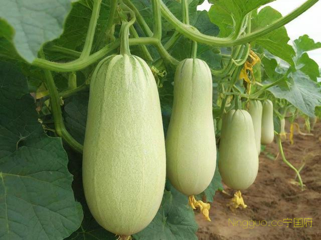 香瓜种植技术与管理,香瓜栽培技术和田间管理