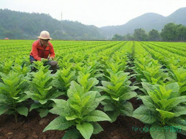 怎么种植重楼技术,如何种植重楼?重楼的种植技术视频