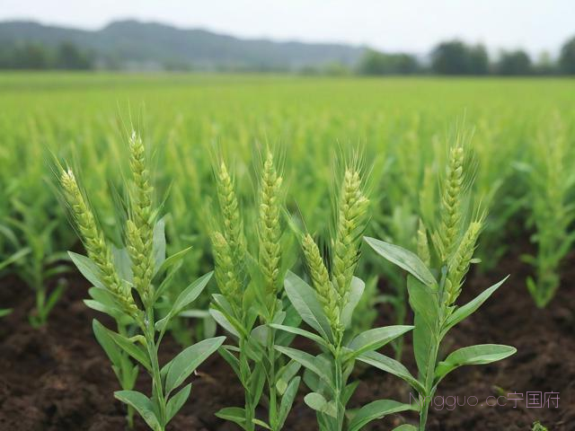 麦冬种植技术及效益,麦冬的栽培技术