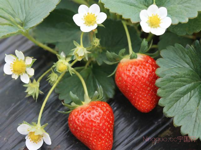 贵州草莓种植技术,草莓在贵州什么季节种最好