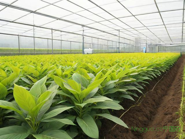 黄精种植方法及技术的简单介绍