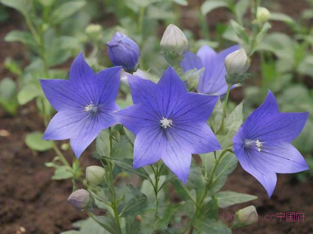 桔梗种植技术和产量,桔梗种植要求