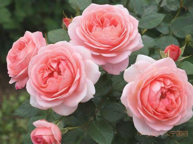 玫瑰花种植技术指导,玫瑰花的种植步骤