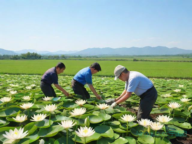 磨盘莲种植技术,磨盘莲怎么种植