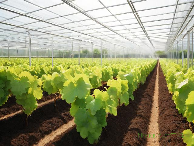 温室大棚葡萄无土种植技术,温室大棚葡萄无土种植技术视频