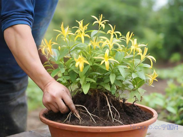 优质金线莲种植技术,金线莲的种植技术