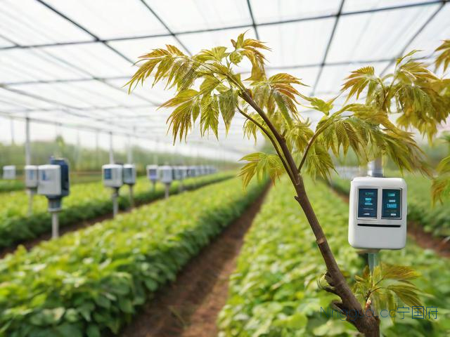 大棚香椿种植技术视频,大棚香椿种植技术视频大全