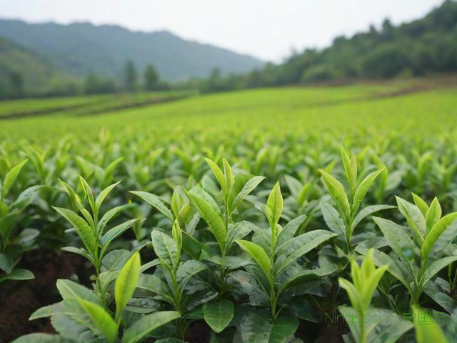 莓茶种植技术培训,莓茶种植对土地有什么要求
