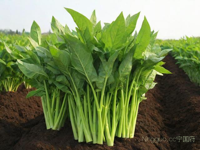空心菜种植技术视频,空心菜种植技术视频教程全集