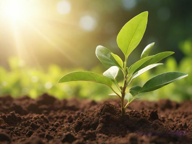 中药枳壳种子种植技术,枳壳种子的播种育苗视频