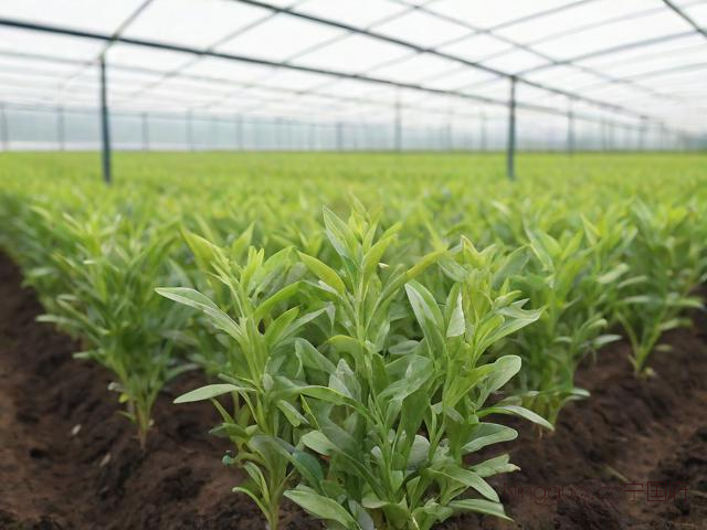 枸杞芽菜怎么种植技术,枸杞芽菜怎么种植技术图解