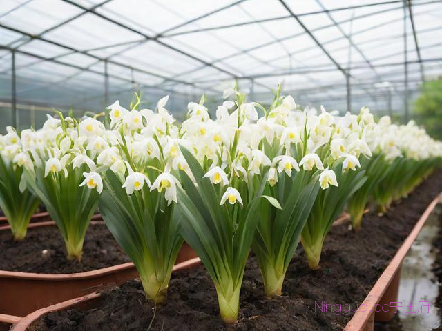 加盟白芨的种植技术,种白芨能赚钱吗