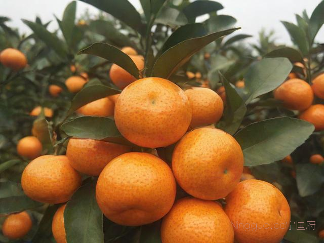 沙糖桔种植技术书籍,沙糖桔的种植